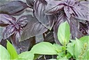 Basil