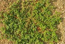 Purslane