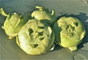 Kohlrabi 2#