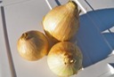 Sweet Onions 2