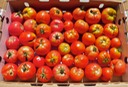 Grade B Tomatoes