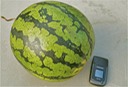 10 lb. Watermelon