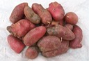 French Fingerling 5 lb Grade B