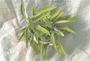 Sage
