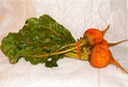 Beets - Golden