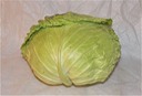 Cabbage - Savoy