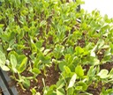 Sugar Snaps