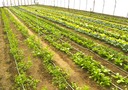 Hoophouse 5/2/13