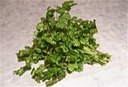 Cilantro