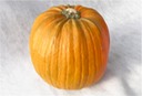 Pumpkin - Large