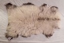 Shetland #4