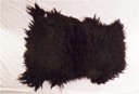 Shetland #8