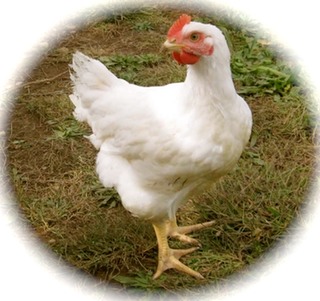 chicken1_2