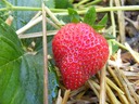Album of HighCross Farm Produce