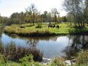 Green pastures and still waters