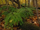 The woods in early Fall