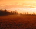 Sheep pasture at sunset