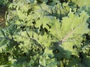 Red Russian Kale