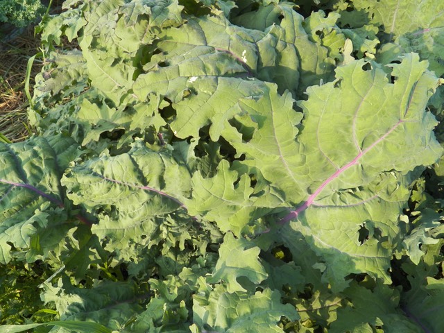 Red Russian Kale
